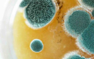 The Hidden Guest: Is Mold In Your St. Augustine Home Making You Sick?