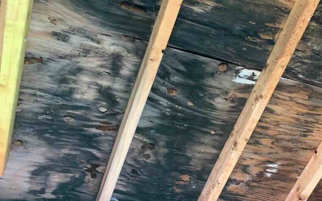 The MCS and Mold Connection: Is Your House Making You Allergic to the World?