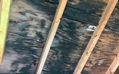 The MCS and Mold Connection: Is Your House Making You Allergic to the World?