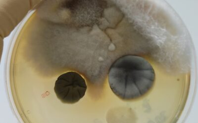 Why Your “Clear” Mold Test Might Be Lying: The Truth About Jacksonville & North Florida Air Samples